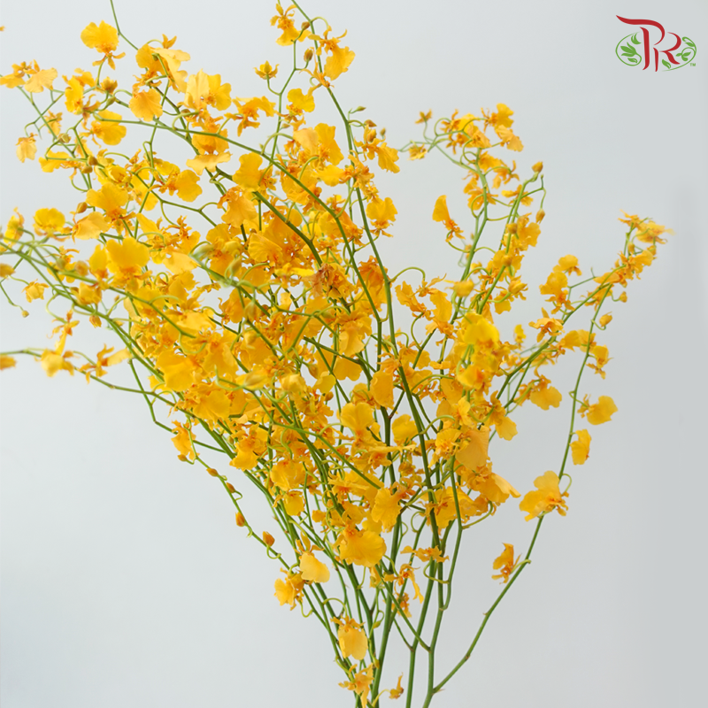 Orchid Oncidium - Orange (Half Bunch)