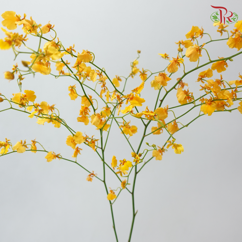 Orchid Oncidium - Orange (Half Bunch)