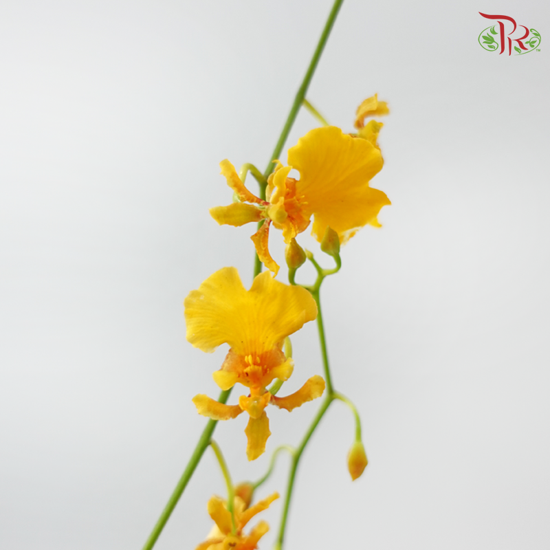 Orchid Oncidium - Orange (Half Bunch)