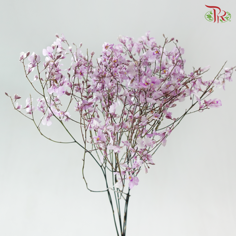 Orchid Oncidium Dancing Lady - Pink (Half Bunch)