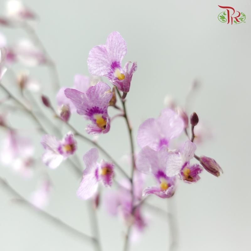 Orchid Oncidium Dancing Lady - Pink (Half Bunch)