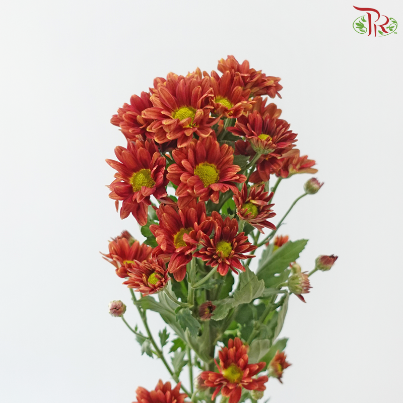 Chrysanthemum Pompom - Daisy Mexicano Red (12 Stems)