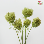 Daucus Carota - Green (5 Stems)