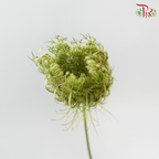 Daucus Carota - Green (5 Stems)