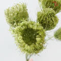 Daucus Carota - Green (5 Stems)