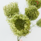 Daucus Carota - Green (5 Stems)