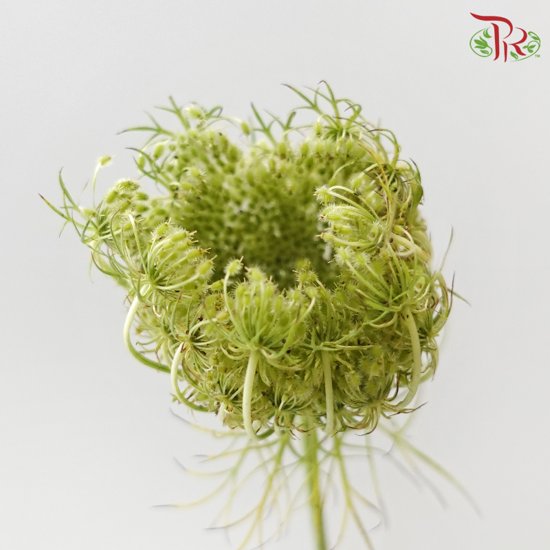 Daucus Carota - Green (5 Stems)