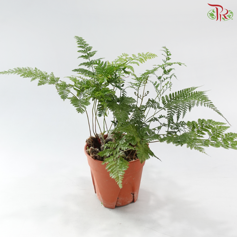 Davallia Fern P150《兔脚蕨》F02