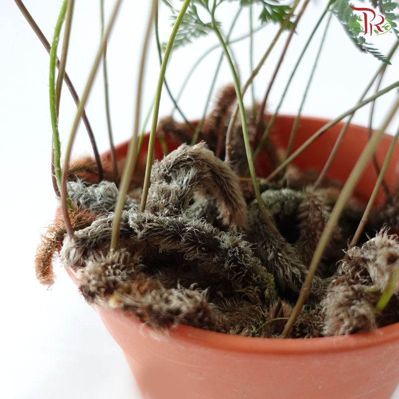 Davallia Fern P150《兔脚蕨》F02