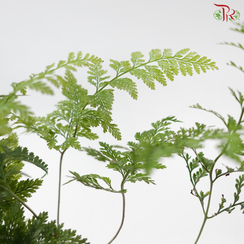 Davallia Fern P150《兔脚蕨》F02