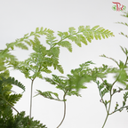 Davallia Fern P150《兔脚蕨》F02