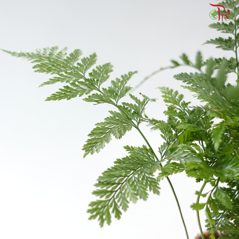 Davallia Fern P150《兔脚蕨》F02