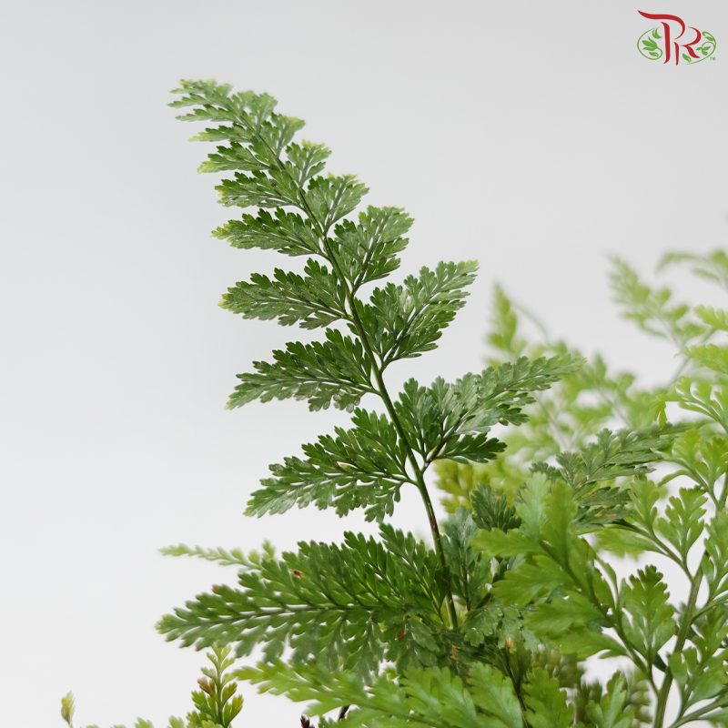 Davallia Fern P150《兔脚蕨》F02