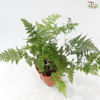 Davallia Fern P150《兔脚蕨》F02