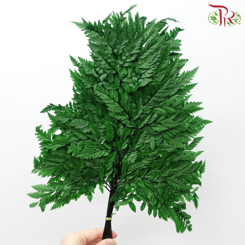 Davallia Fern Preserved - Green (Per Bunch)