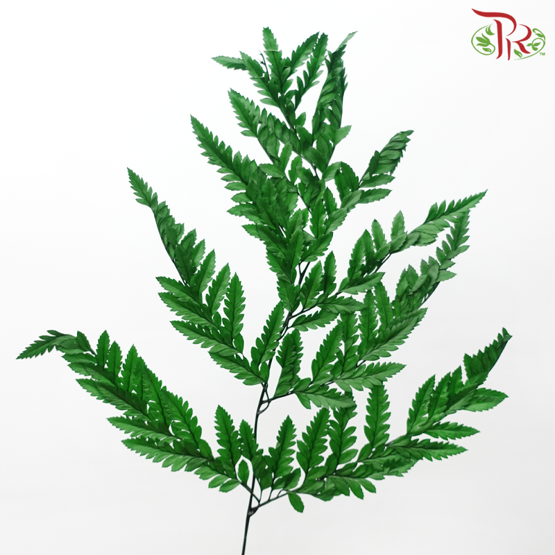 Davallia Fern Preserved - Green (Per Bunch)