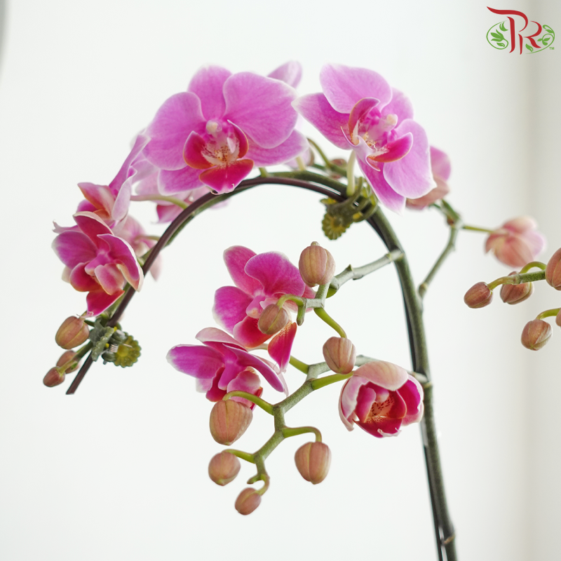 【Gift Series】Auspicious Rainbow Orchid《缤纷吉祥兰》(Random Choose Orchid Colour)