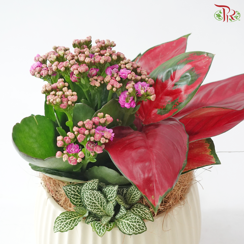 【Deepavali Series 2026】Enchanted Indian Blush