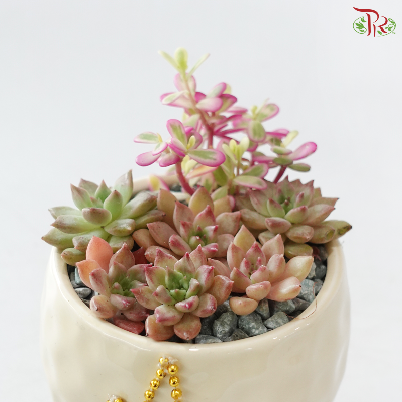 【Deepavali Series 2026】Gilded Light of Succulent