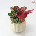 【Deepavali Series 2026】Enchanted Indian Blush