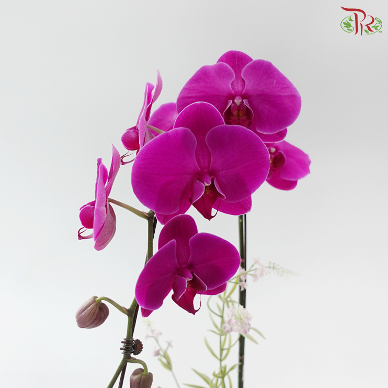 【Deepavali Series 2026】The Royal Deepavali Bloom