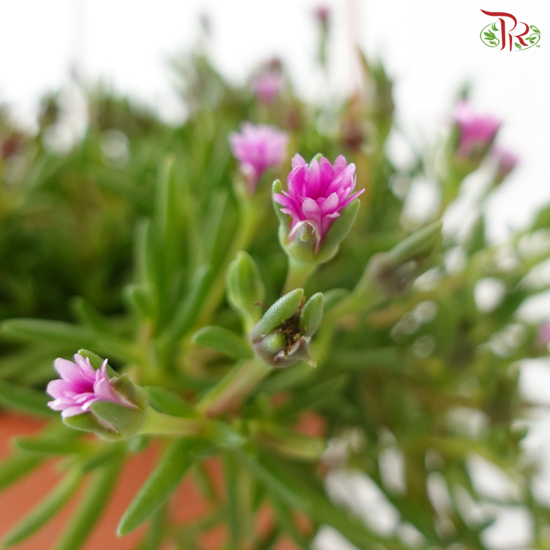 Delosperma Cooper P150《丽晃》A03