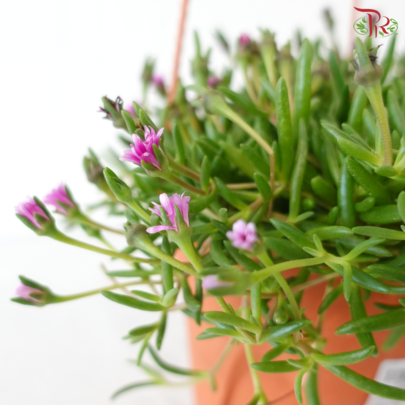 Delosperma Cooper P150《丽晃》A03