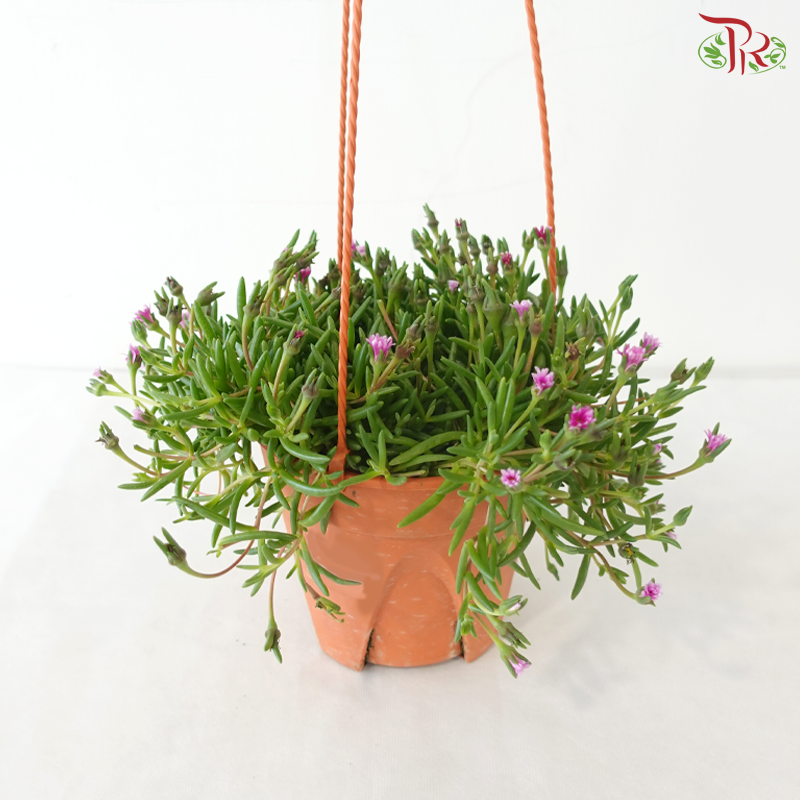 Delosperma Cooper P150《丽晃》A03