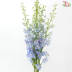 Delphinium Belladonna - Bicolour Light Blue With Minor Purple (5 Stems)