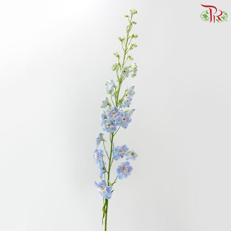 Delphinium Belladonna - Bicolour Light Blue With Minor Purple (5 Stems)