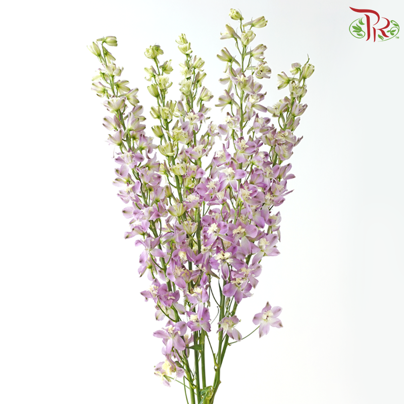 Mini Delphinium - Medium Purple (10 Stems)