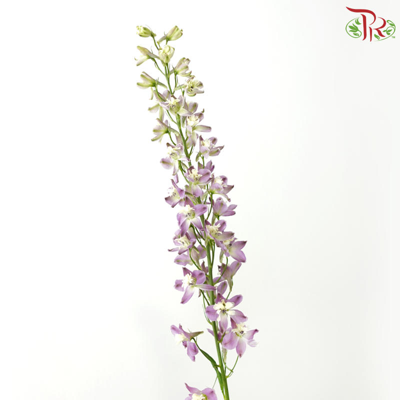 Mini Delphinium - Medium Purple (10 Stems)