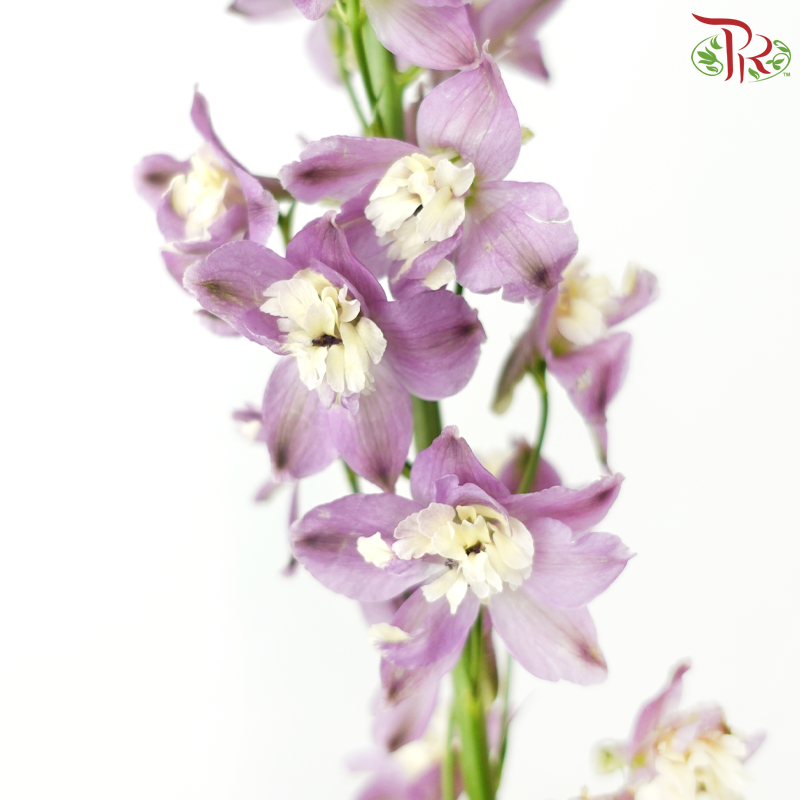 Mini Delphinium - Medium Purple (10 Stems)