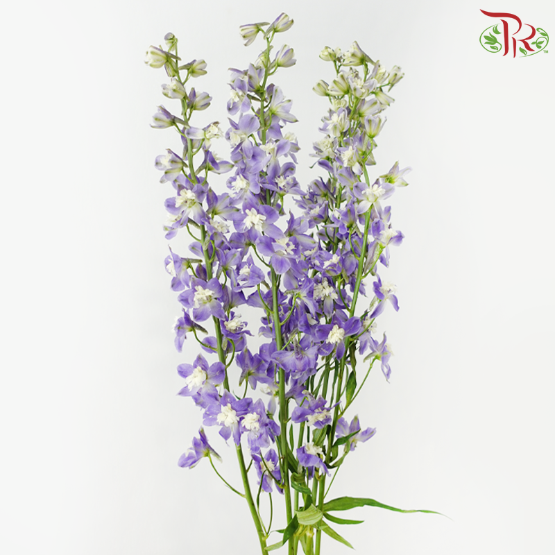 Mini Delphinium - Purple (10 Stems)