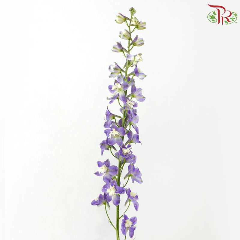 Mini Delphinium - Purple (10 Stems)