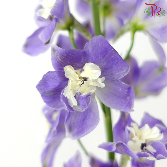 Mini Delphinium - Purple (10 Stems)