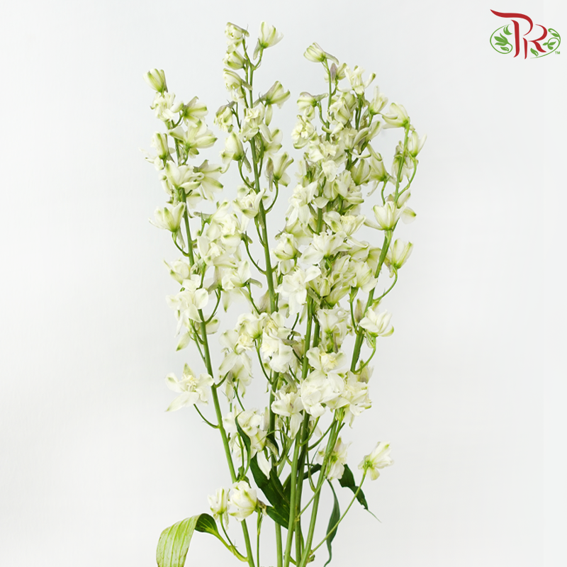 Mini Delphinium - White (10 Stems)