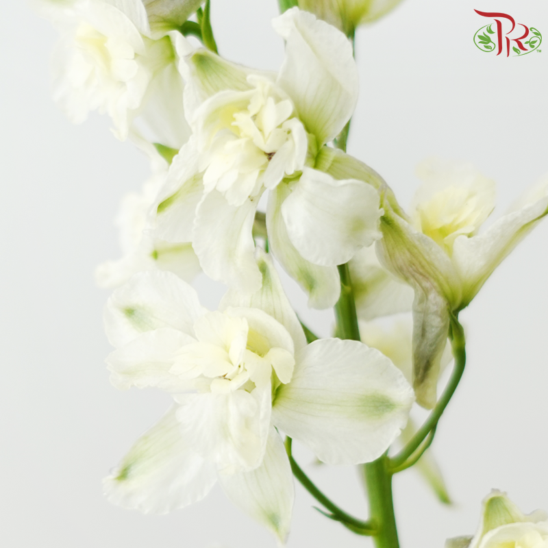 Mini Delphinium - White (10 Stems)