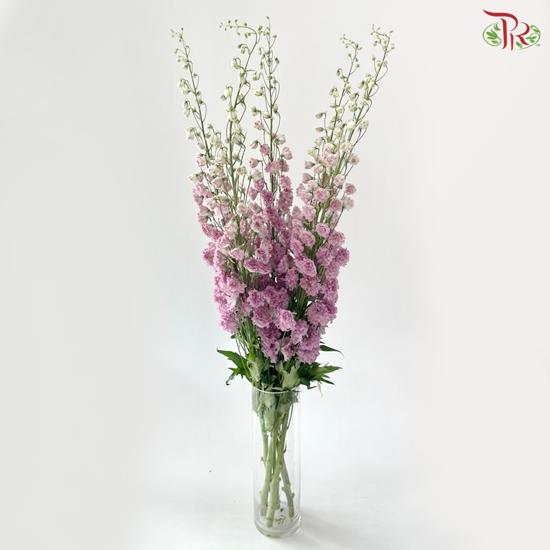 Delphinium Giant (100-120cm) - Medium Purple (5 Stems)