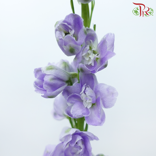 Delphinium - Lilac (5 Batang)
