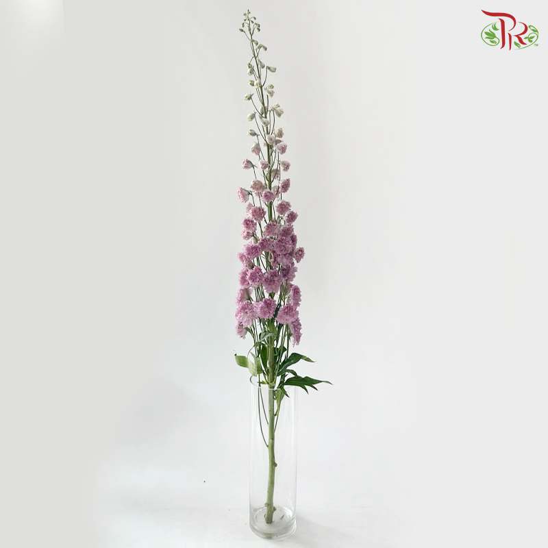 Delphinium Giant (100-120cm) - Medium Purple (5 Stems)