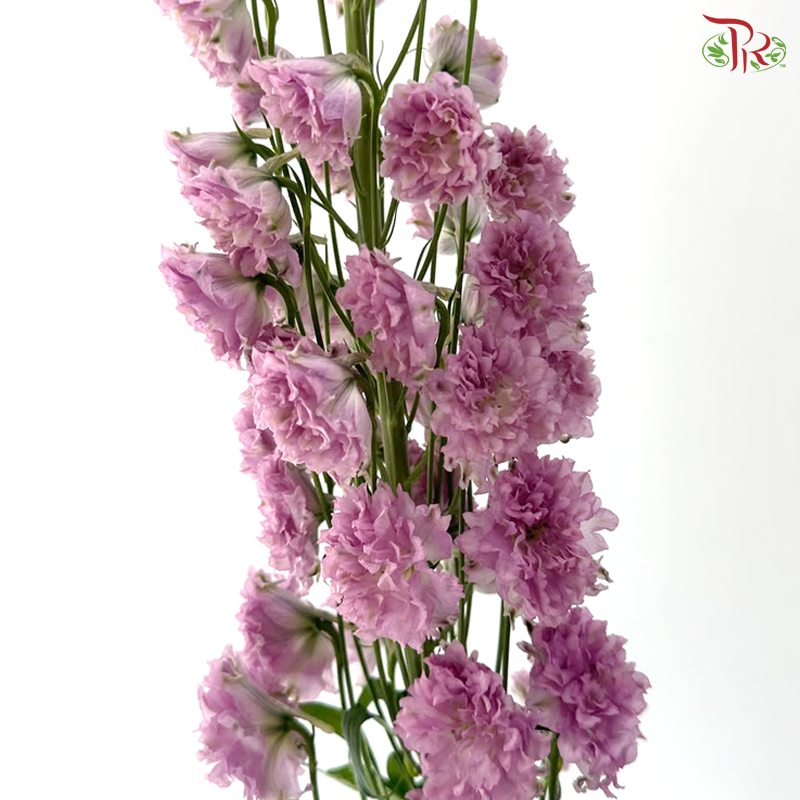 Delphinium Giant (100-120cm) - Medium Purple (5 Stems)
