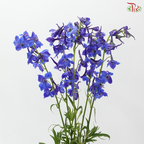 Delphinium Belladonna - Blue (60-70cm) (5 Stems)