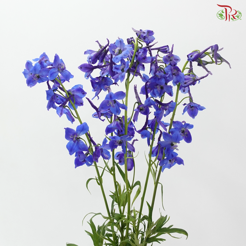 Delphinium Belladonna - Blue (60-70cm) (5 Stems)