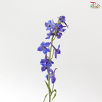 Delphinium Belladonna - Blue (60-70cm) (5 Stems)