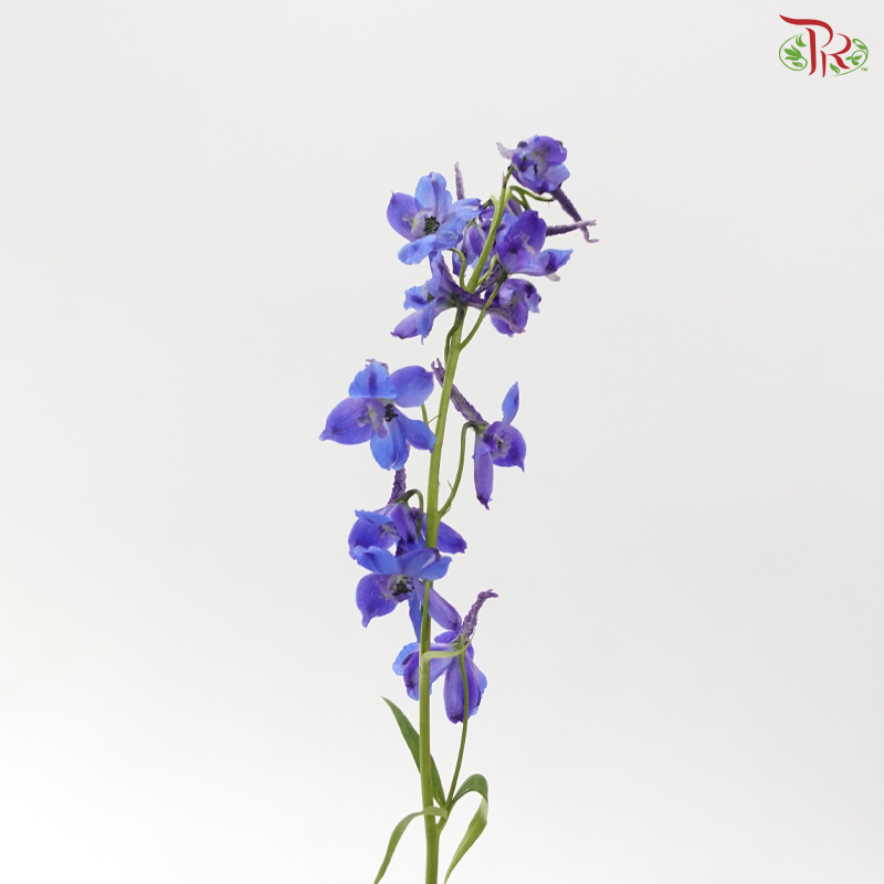 Delphinium Belladonna - Blue (60-70cm) (5 Stems)
