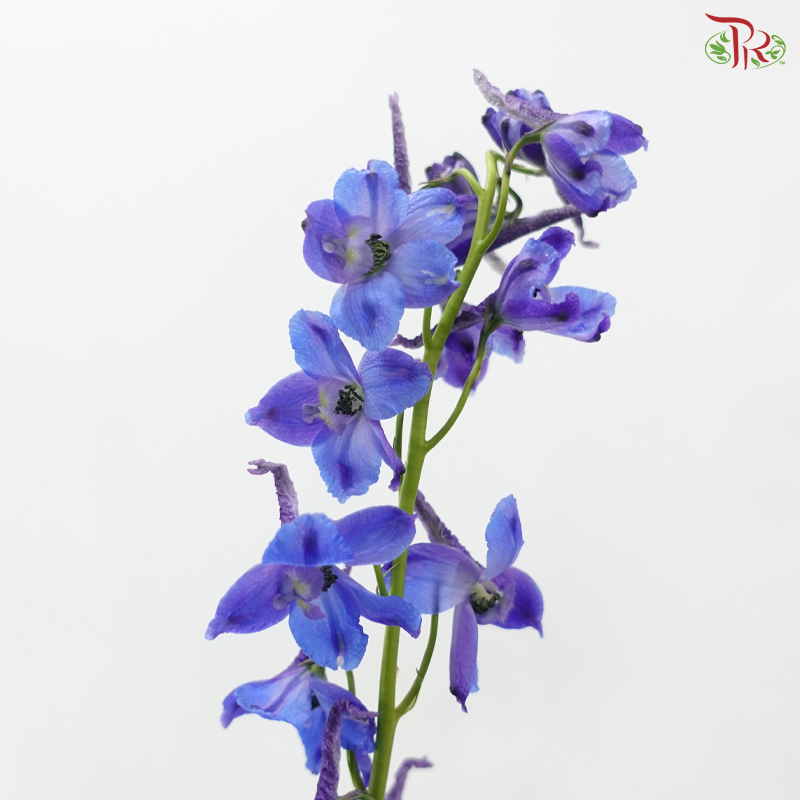 Delphinium Belladonna - Blue (60-70cm) (5 Stems)