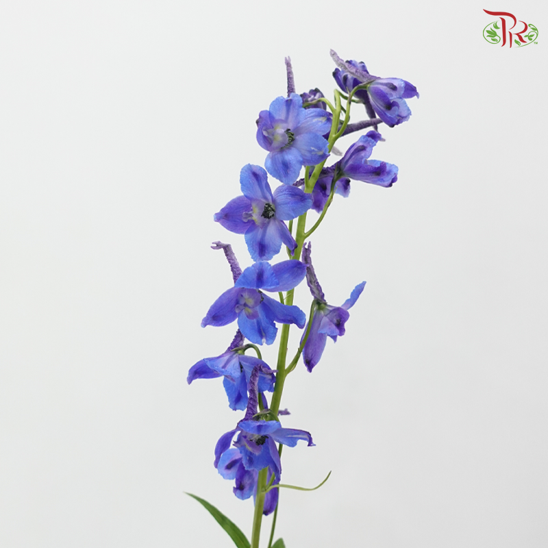 Delphinium Belladonna - Blue (60-70cm) (5 Stems)