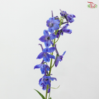 Delphinium Belladonna - Blue (60-70cm) (5 Stems)