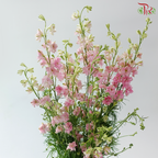 Delphinium Consolida (Larkspur) - Pink (Per Bunch)